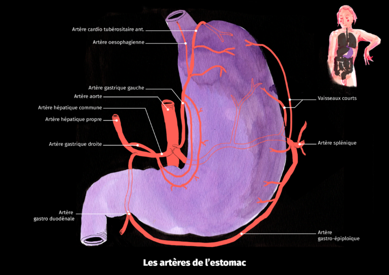 Vascularisation de l’estomac LEVASSEUR Guillaume