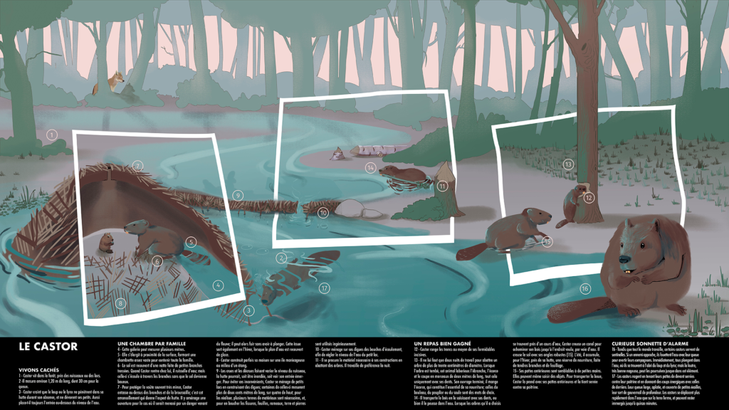 Image en trois partie, décrivant l'habitat du castor, mais également son alimentation et certaines de ses interactions sociales. 